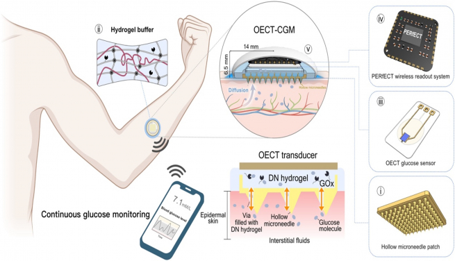 Design principle of the hydrogel-bridged OECT-CGM